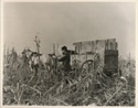 Photo of corn husking in 1910